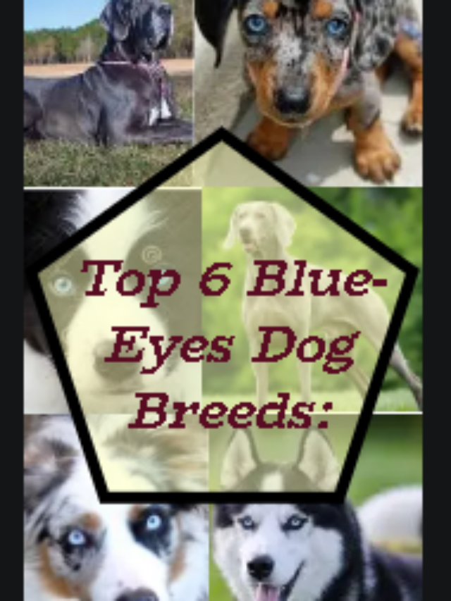 Top 6 Blue-Eyes Dog Breeds